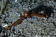 Oncinopus sp-Lembeh Aer bajo 1-12m-2024107-da-DSC_3259_tn